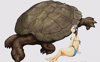 足球龟是真正存在的吗，足球龟是真正存在的吗图片